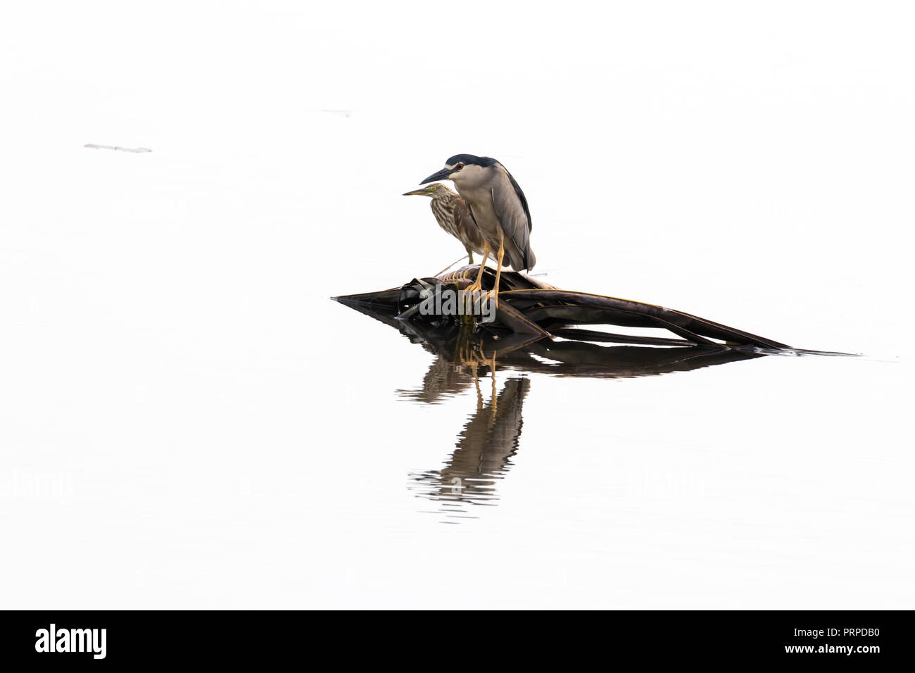 Les goélands de l'eau oiseaux Backwater au Kerala en Inde Banque D'Images
