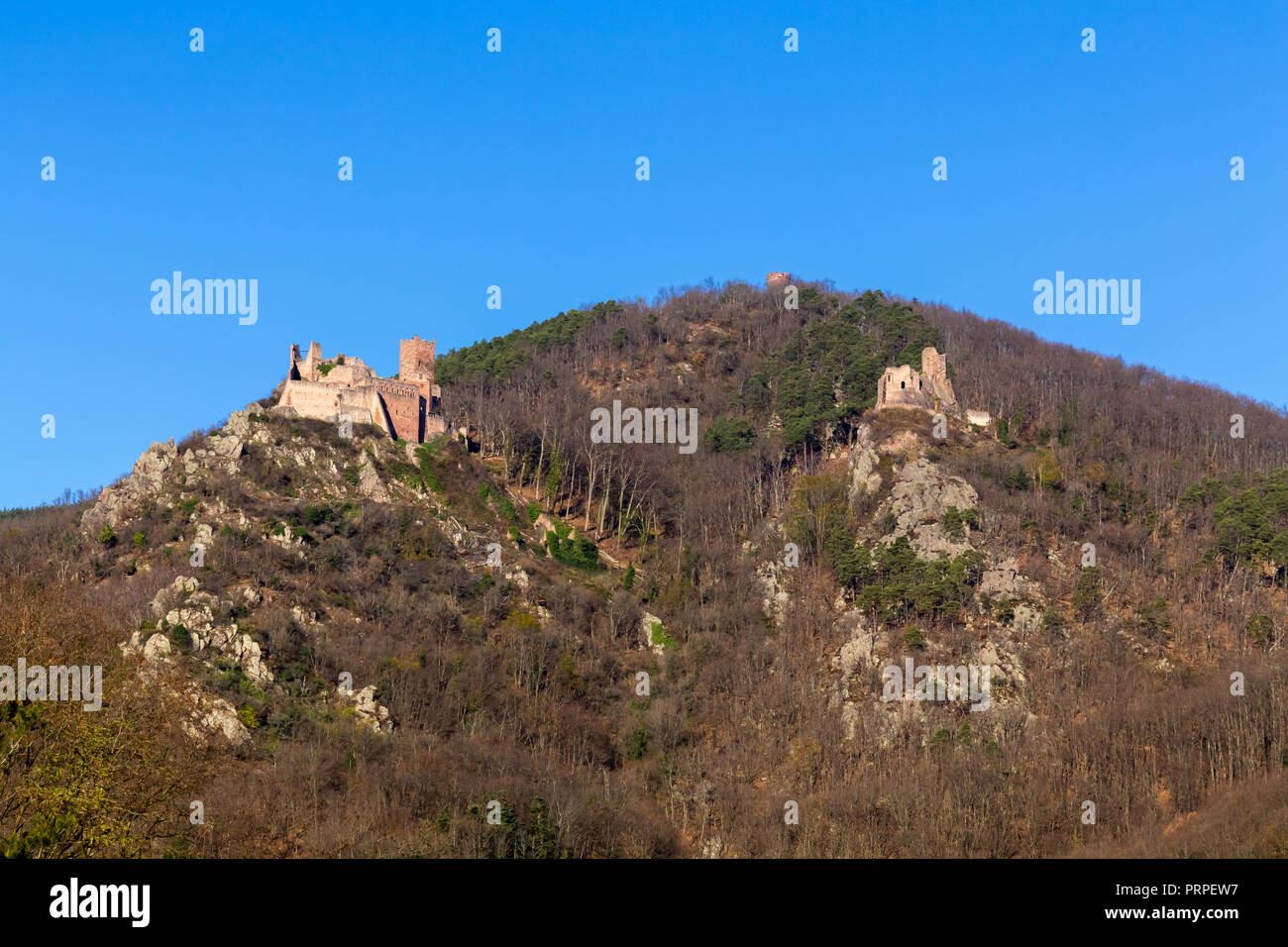 Château Saint Ulrich, la Route des Vins d'Alsace, Ribeauvillé, France. Banque D'Images