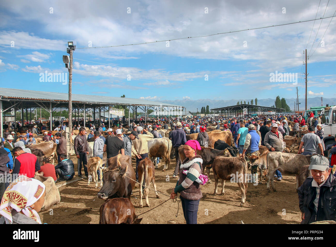 Le marché des animaux à Karakol, Kirghizistan Banque D'Images