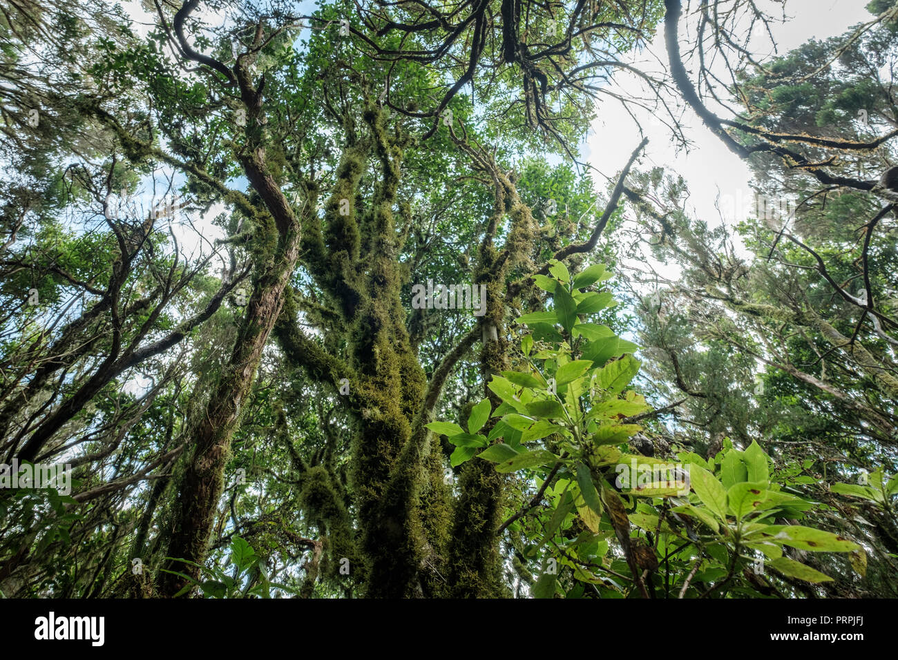 Laurel des arbres à l'intérieur de la forêt épaisse, rainforest Banque D'Images
