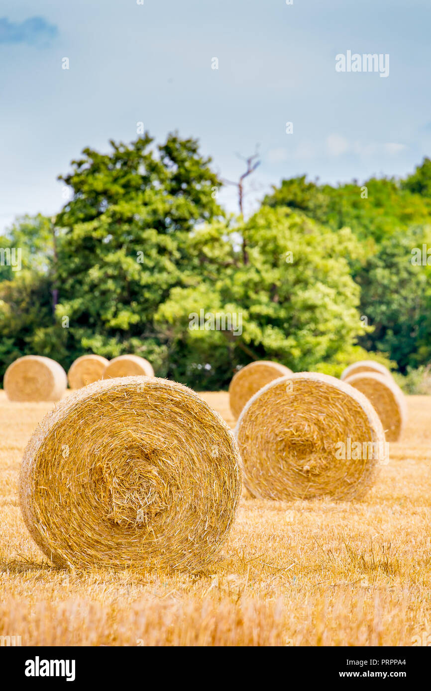 UK la récolte, faire du foin en balles de foin fraîchement - ronde / bottes de paille dans les champs. Close up de balle ronde (fin) en premier plan sur la photo. Banque D'Images