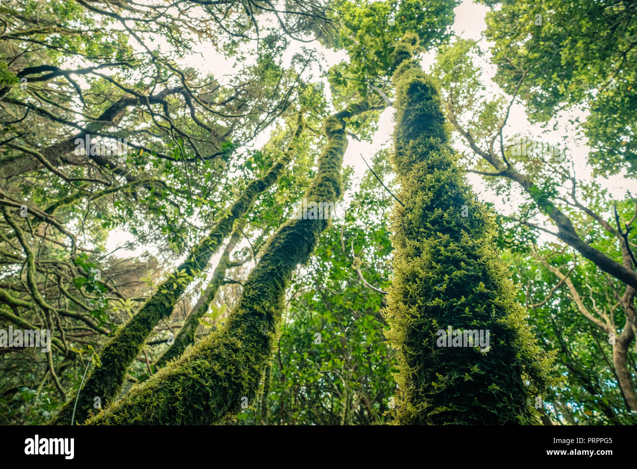 Evergreen Laurel forest. Arbres couverts de mousse et de lichen, parc rural d'Anaga, au nord-est de Tenerife Espagne Banque D'Images