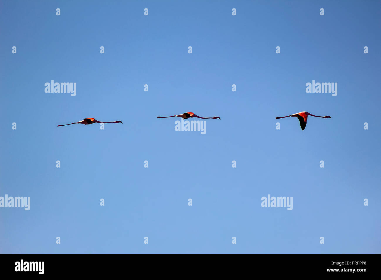 Volando flamencos en Paraje Natural Marismas del Odiel de Huelva Banque D'Images