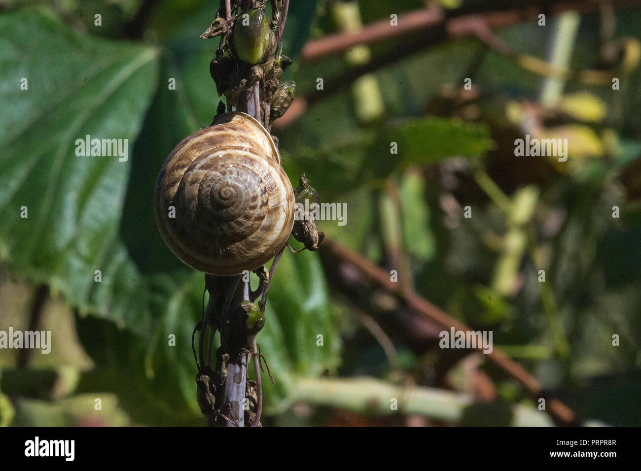 Escargot sur une plante en vert jardin sur un après-midi ensoleillé de Tenerife, Espagne. Banque D'Images