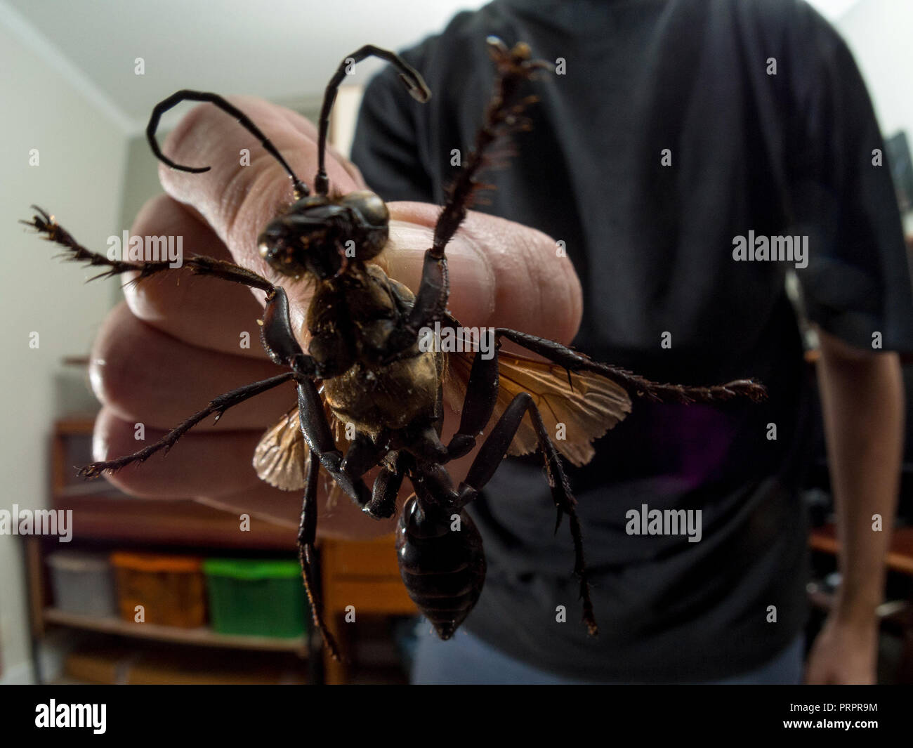 Tarantula Hawk sur la main, c'est une guêpe qui chasse les araignées géantes et pondent des oeufs sur eux, de la famille, Pompiles photo prise avec l'insecte trouvé mort. Banque D'Images