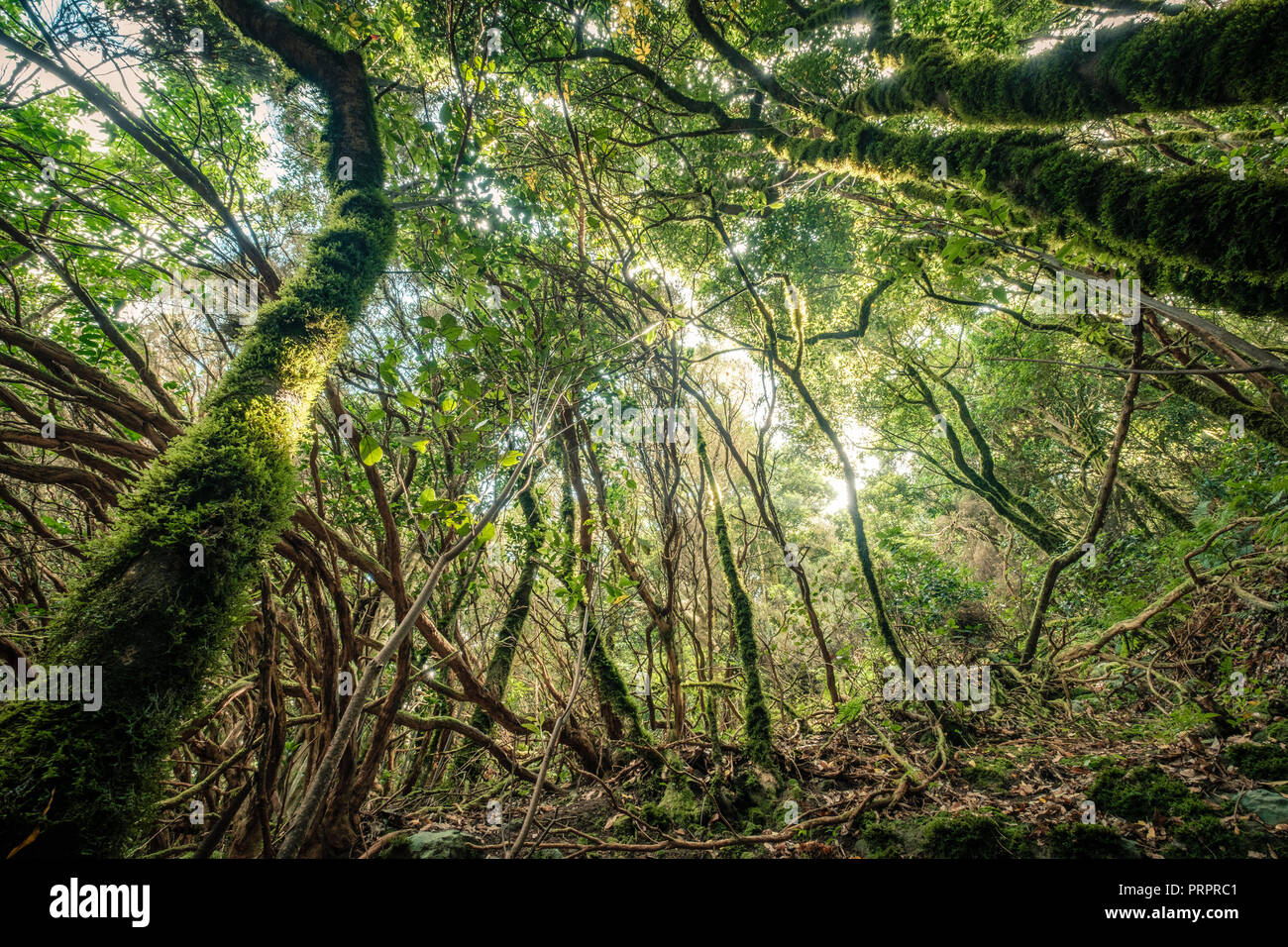 À l'intérieur de forêt, ambiance magique de la forêt de nuages , d'Anaga Banque D'Images