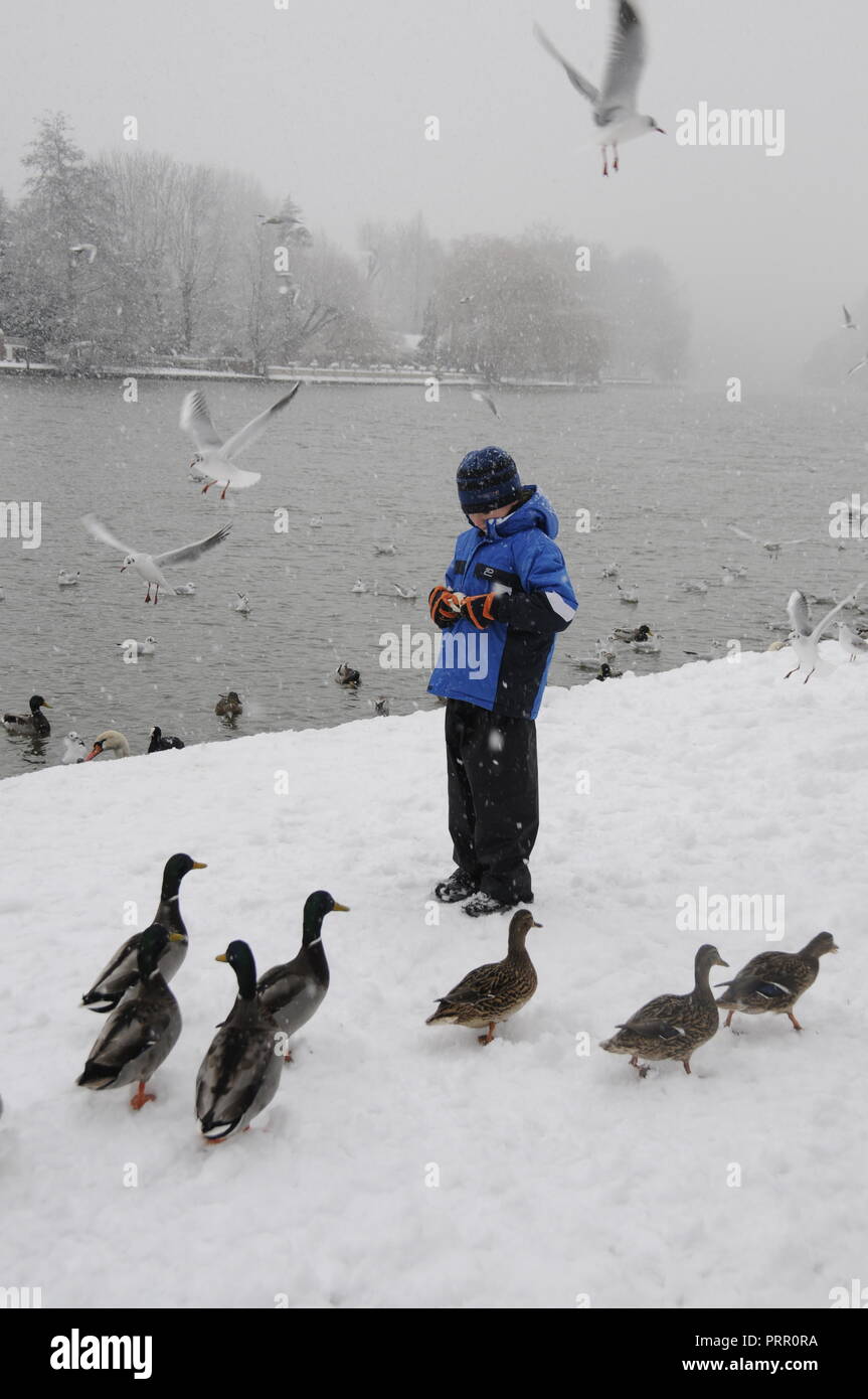 Un jeune garçon de l'école, nourrir les oiseaux sur la tamise lors d'une chute de neige dans la région de Marlow, Buckinghamshire, Angleterre Banque D'Images