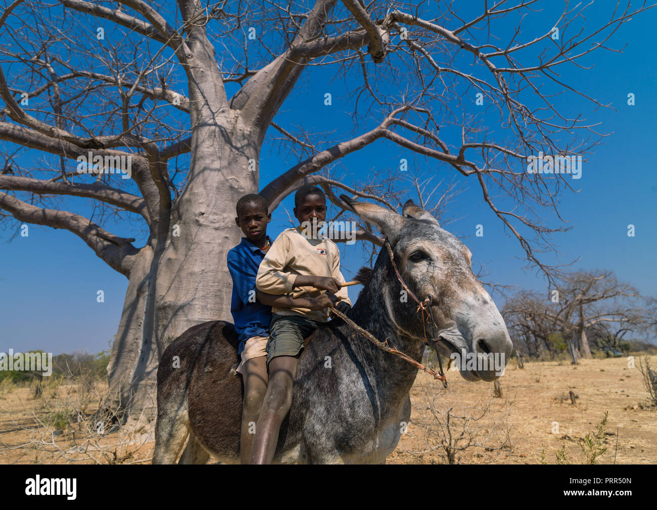 Les garçons de la tribu Mudimba un âne devant un baobab, province de Cunene, Kuroca, Angola Banque D'Images