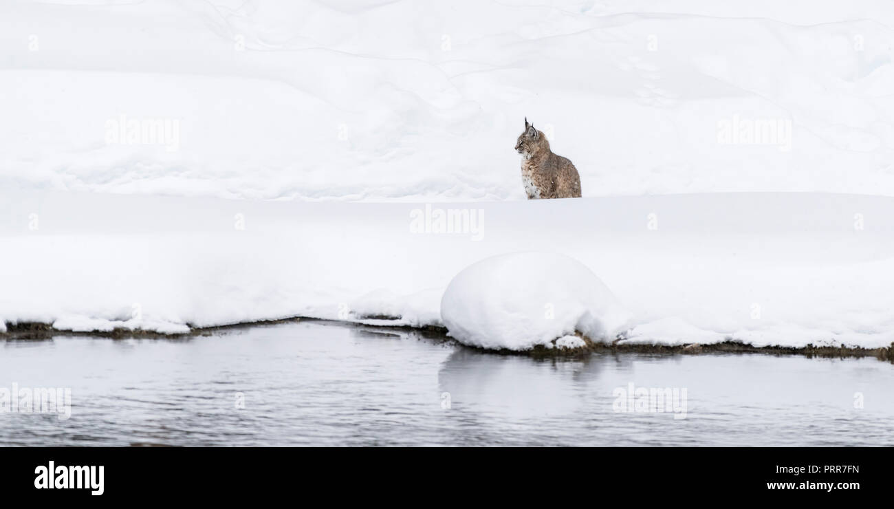 Lynx roux (Lynx rufus) à l'affût dans la neige le long de la rivière Madison dans le Parc National de Yellowstone, Wyoming, USA. Banque D'Images