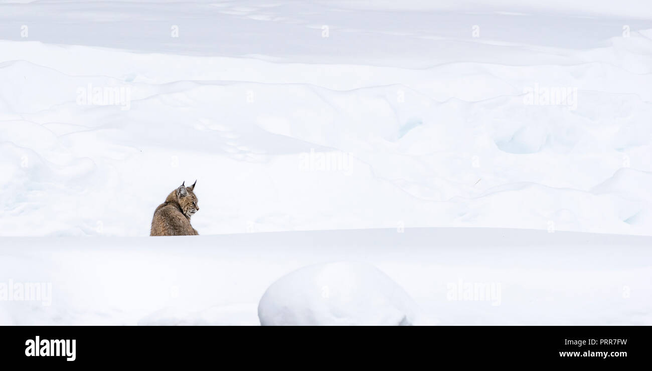 Lynx roux (Lynx rufus) à l'affût dans la neige le long de la rivière Madison dans le Parc National de Yellowstone, Wyoming, USA. Banque D'Images Lynx roux (Lynx rufus) à l'affût dans la neige le long de la rivière Madison dans le Parc National de Yellowstone, Wyoming, USA. Banque D'Images