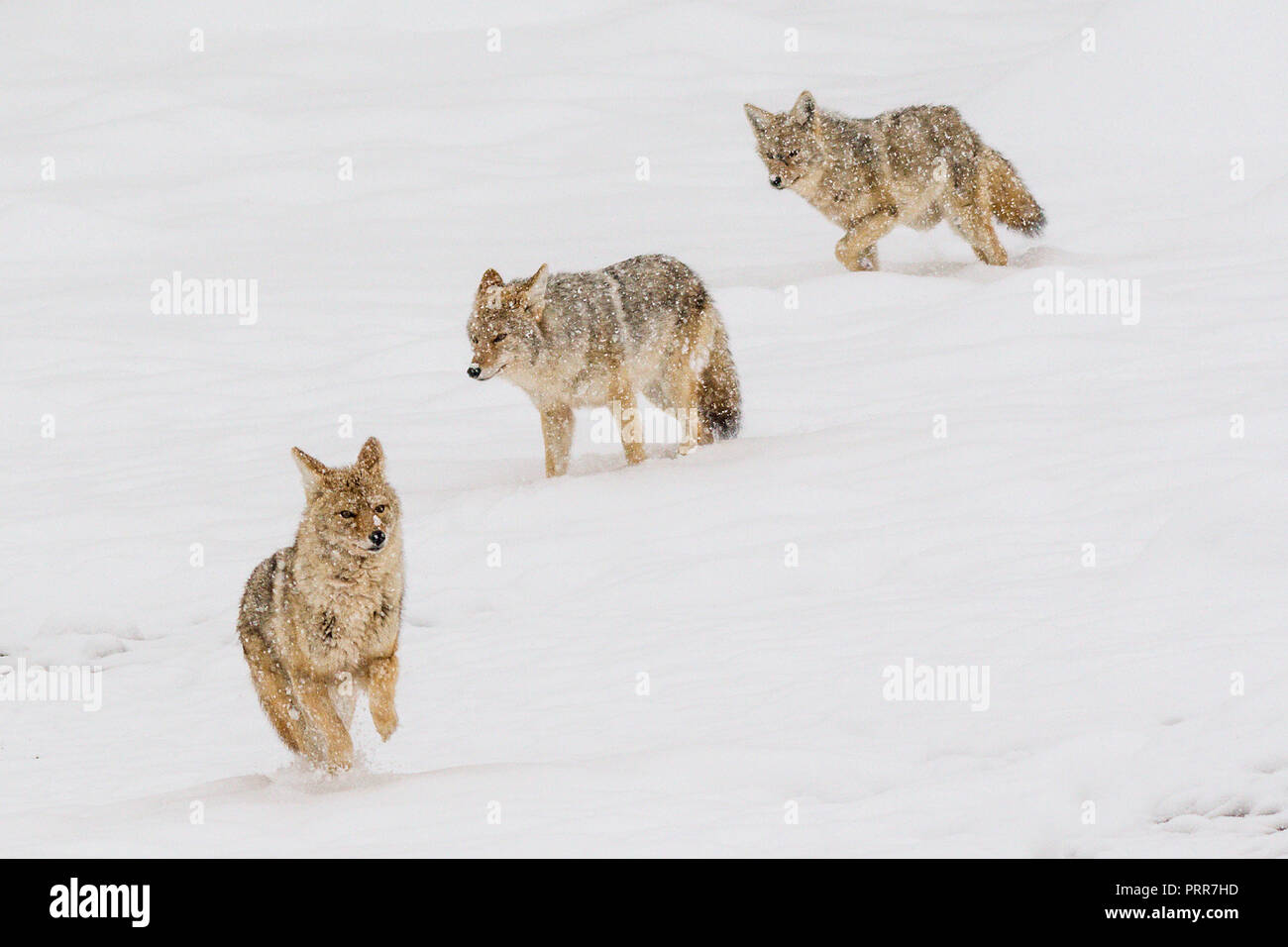 Trois coyotes (Canis latrans) qui traverse une tempête de neige dans le Parc National de Yellowstone, Wyoming, USA. Banque D'Images Trois coyotes (Canis latrans) qui traverse une tempête de neige dans le Parc National de Yellowstone, Wyoming, USA. Banque D'Images