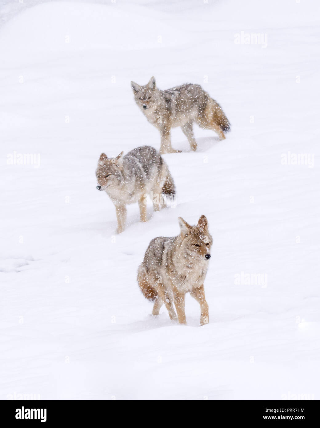 Trois coyotes (Canis latrans) qui traverse une tempête de neige dans le Parc National de Yellowstone, Wyoming, USA. Banque D'Images Trois coyotes (Canis latrans) qui traverse une tempête de neige dans le Parc National de Yellowstone, Wyoming, USA. Banque D'Images