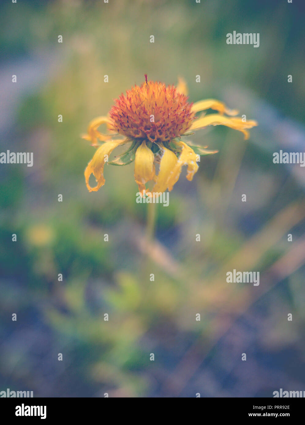 Image d'un accent peu profondes jaune Fleur Daisy mourante Banque D'Images