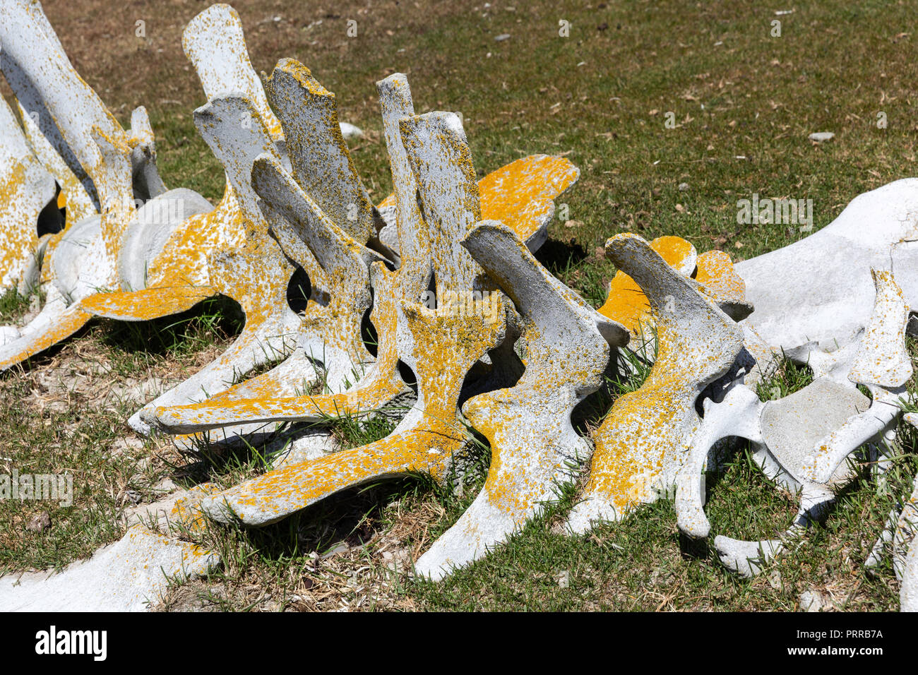 Les restes du squelette d'un rorqual boréal, jeunes échoués Balaenoptera borealis, rassemblés sur l'Île Saunders, Falklands Banque D'Images