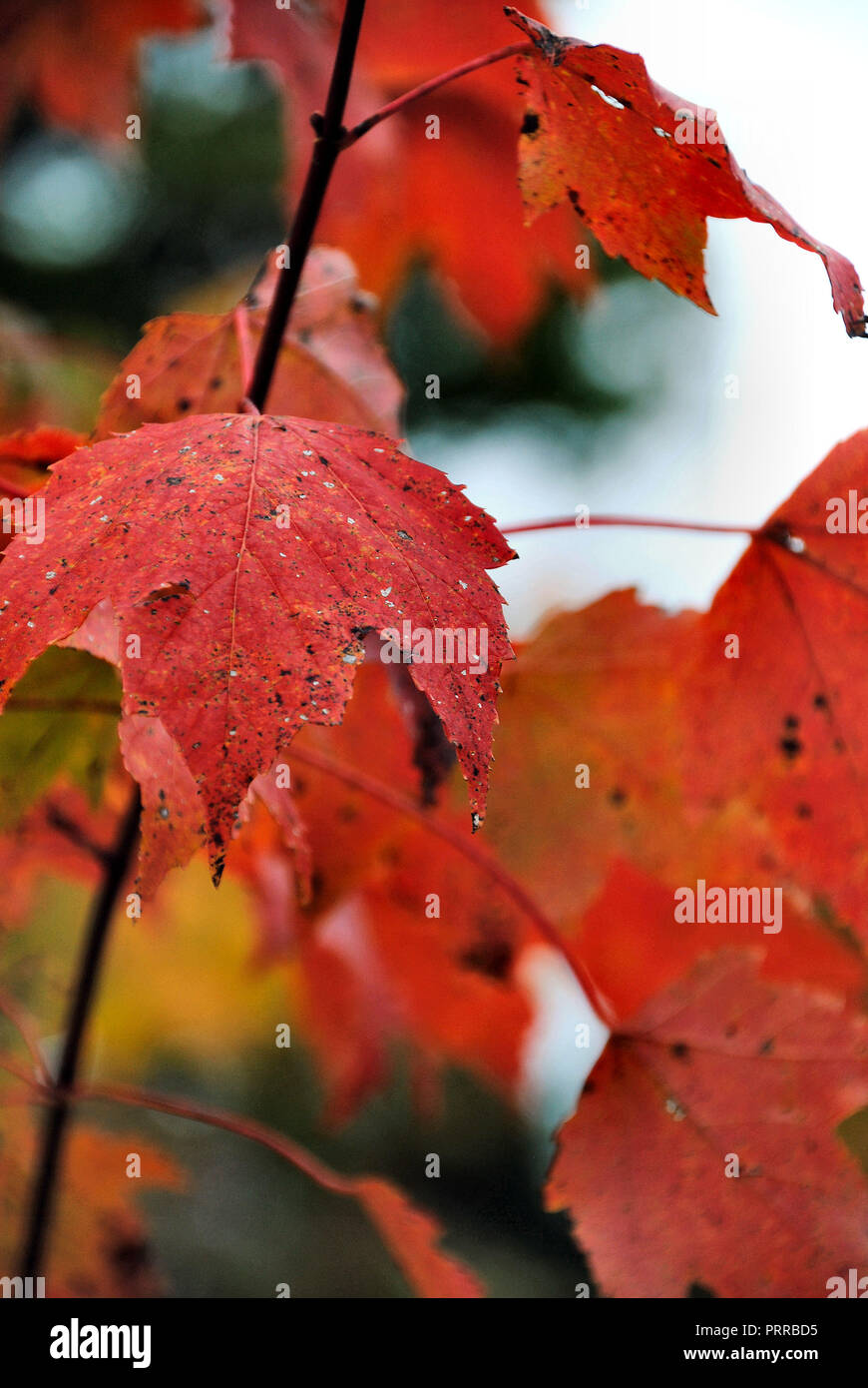 Une belle et colorée de l'automne rouge feuille d'érable, au Québec, au Canada, sur une tige noire, sur un fond gris, blanc et jaune Banque D'Images