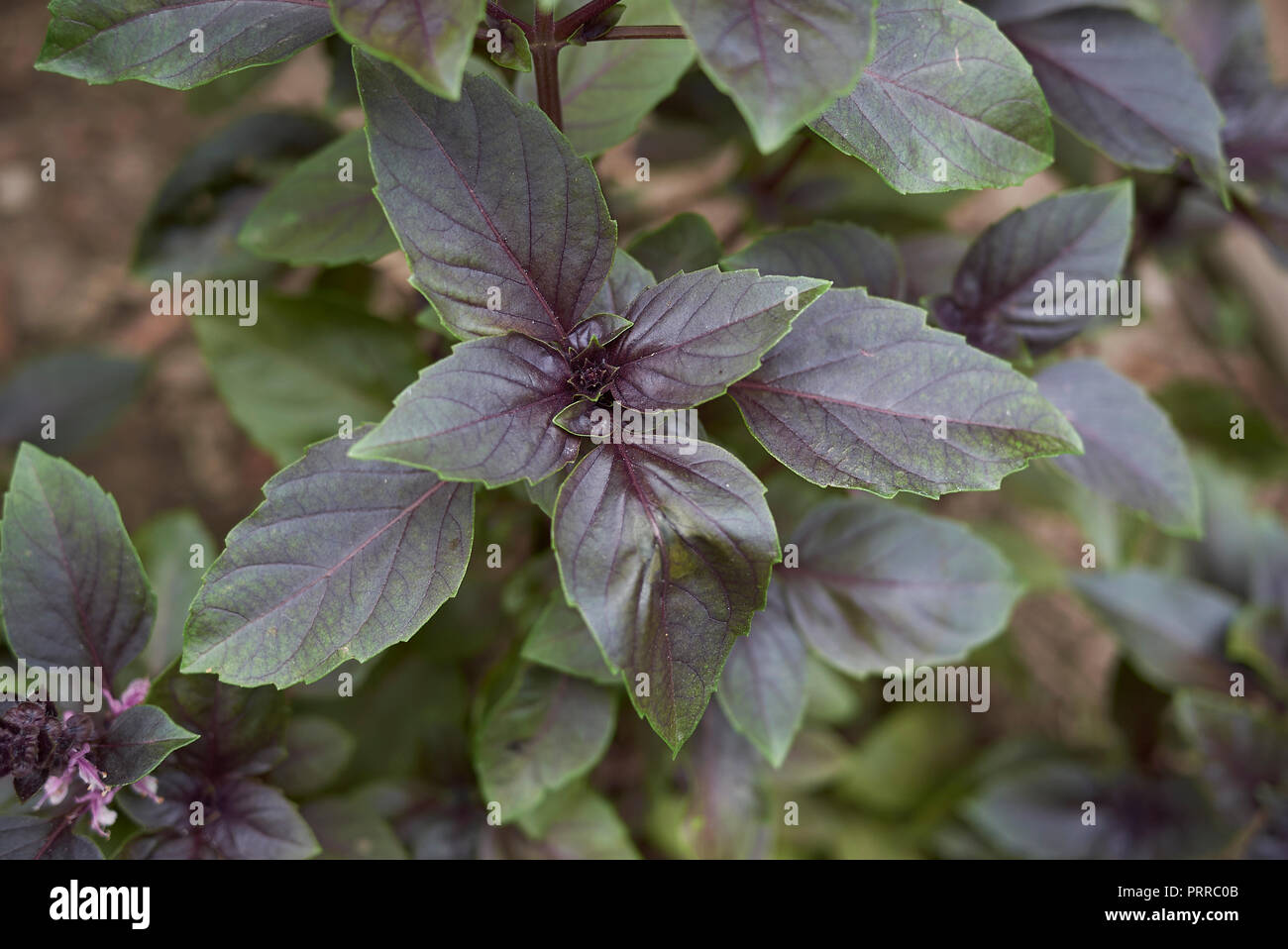 Ocimum basilicum purpurascens close up Banque D'Images