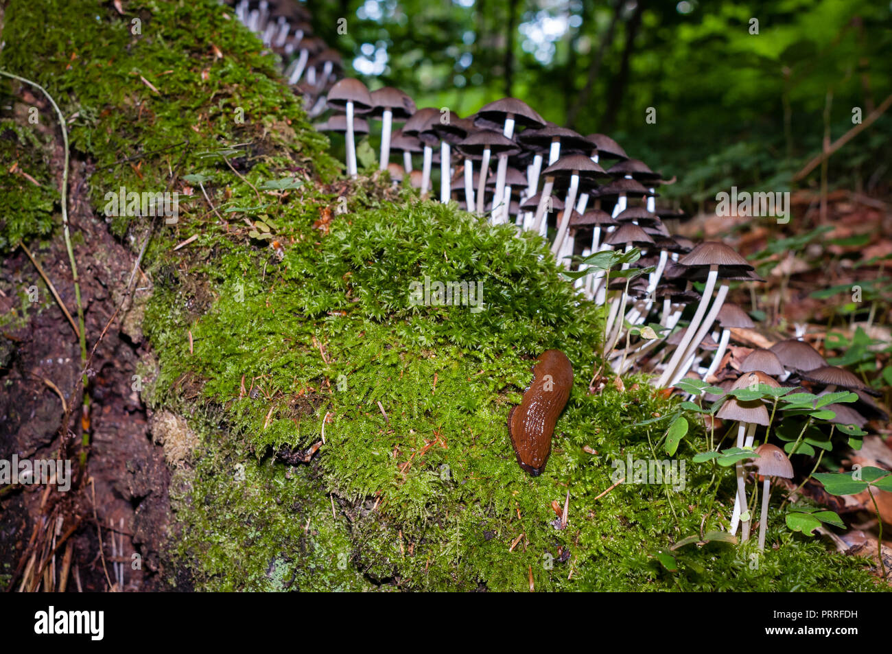 Brown slug, un groupe de champignons et de la mousse sur une souche d'arbre. Focus sélectif et lampe de poche. Banque D'Images