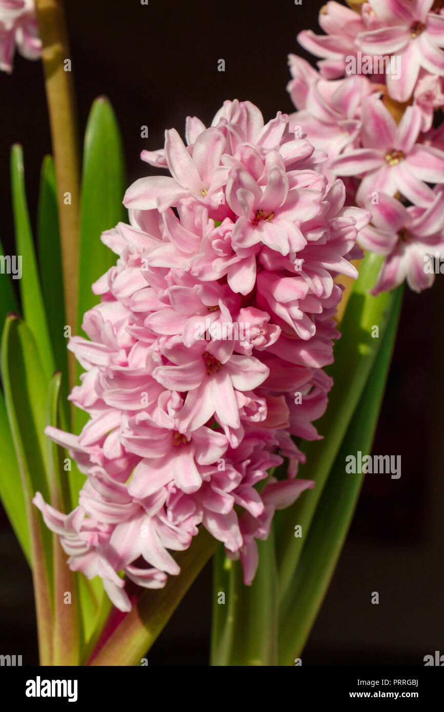 Close-up de jacinthe rose fleur dans un pot Banque D'Images