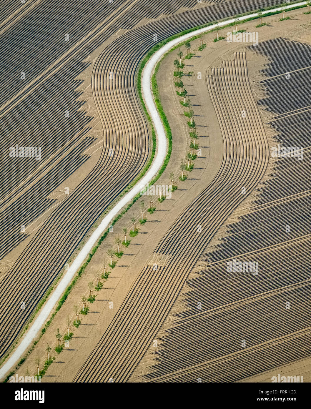 Champ moissonné avec sillons et trajectoire du champ, graphique, près de l'Herne, Ruhr, Rhénanie du Nord-Westphalie, Allemagne Banque D'Images