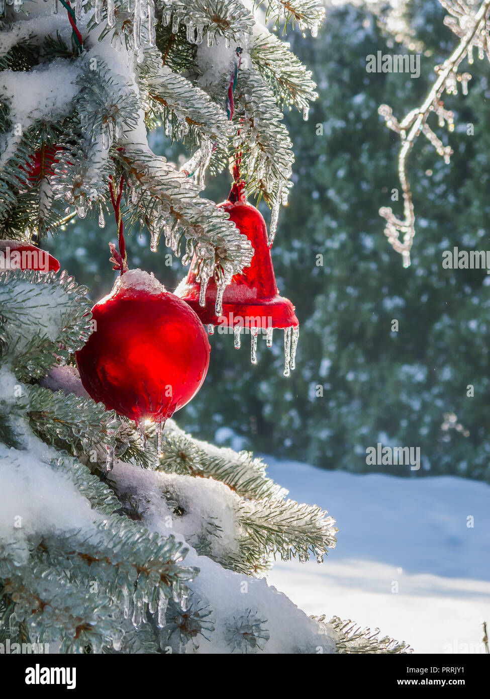 Extérieur rouge des boules de Noël sur un couvert de glace & neige arbre à feuilles persistantes. Banque D'Images