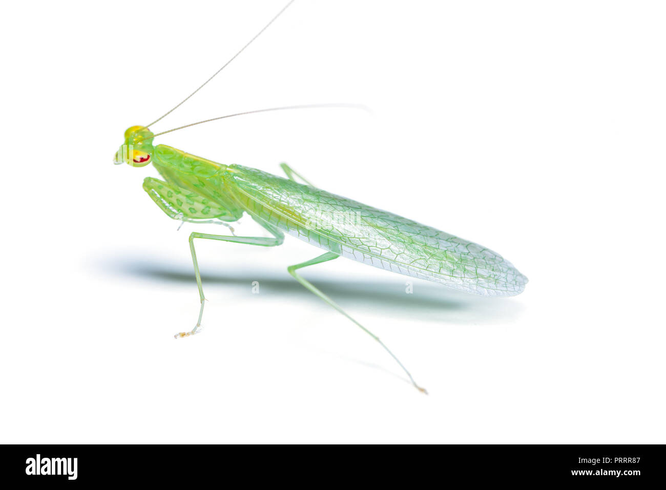 Tropidomantis ou mantes isolé sur fond blanc Banque D'Images