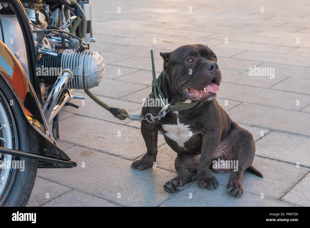 Un Américain bully dog surveiller sa moto du propriétaire Photo Stock -  Alamy