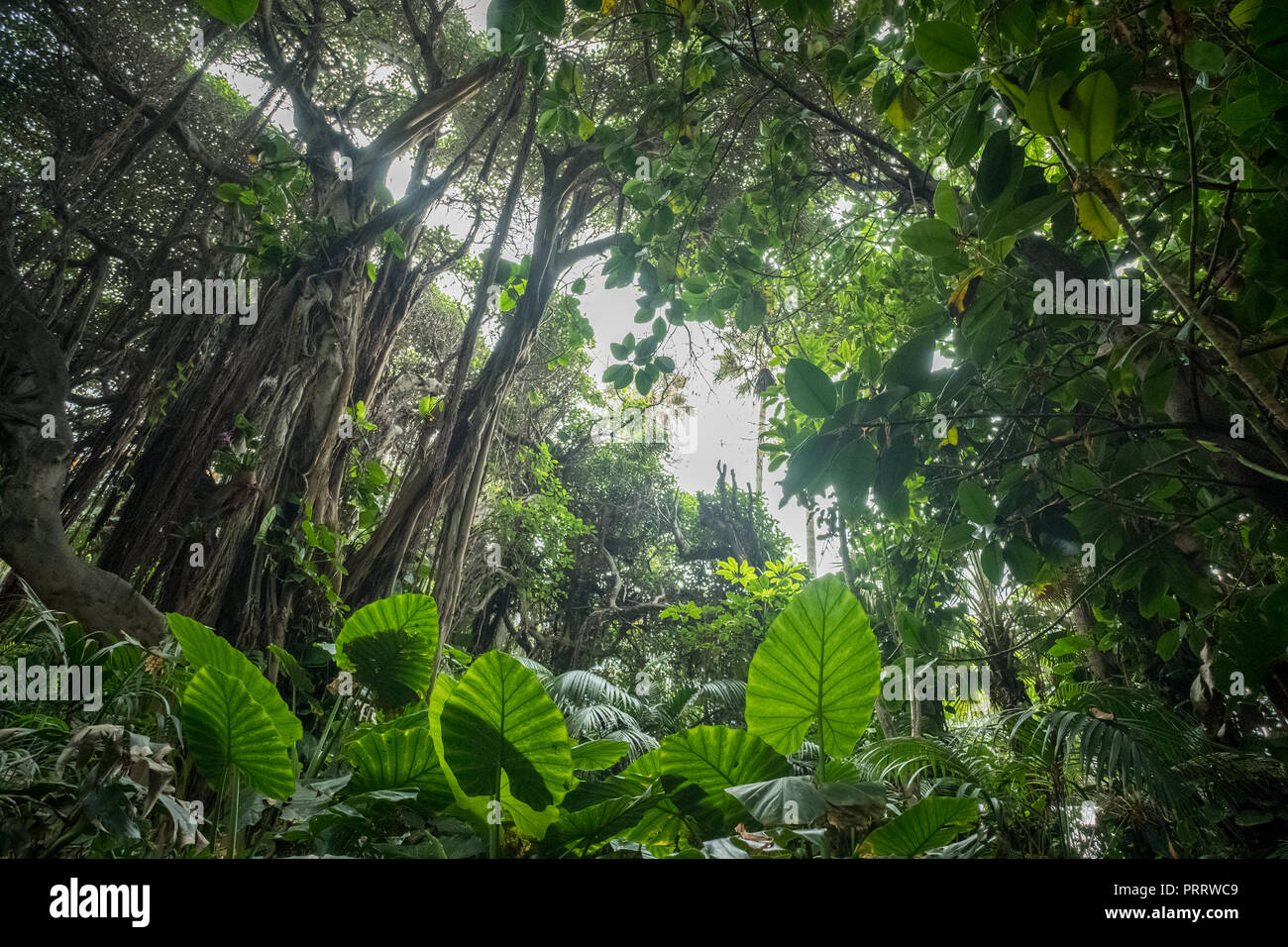 Jungle ou forêt tropicale, à l'intérieur de l'environnement , des forêts tropicales Banque D'Images