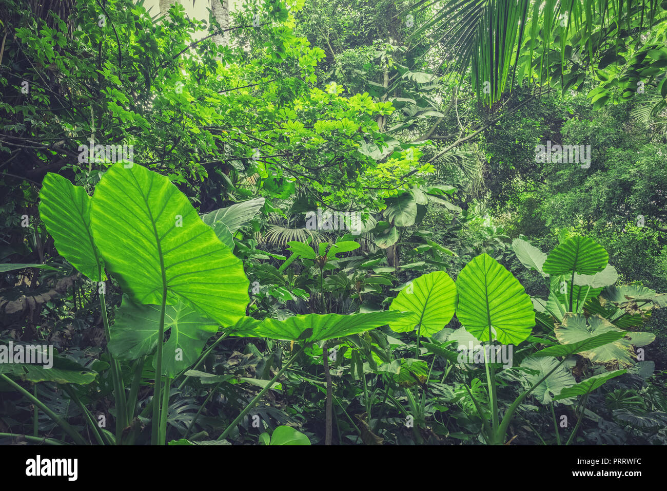 À l'intérieur de la forêt tropicale, forêt tropicale, paysage de la jungle - Banque D'Images