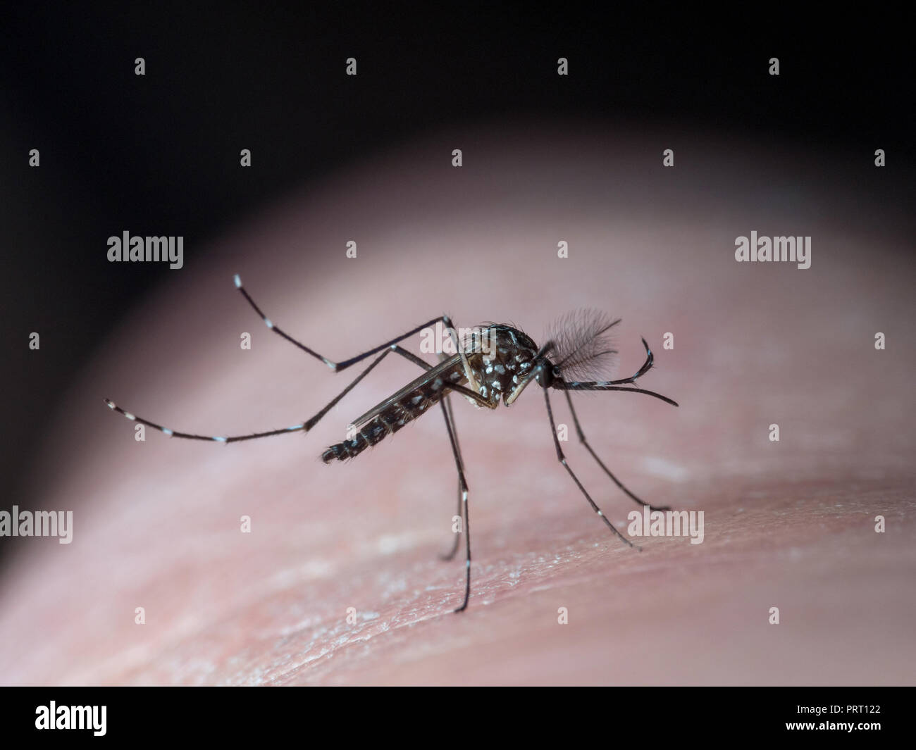 Homme moustique de la fièvre jaune (Aedes aegypti) assis sur la peau humaine, c'est un vecteur de la maladie de la dengue, le virus du Nil occidental, le chikungunya et zika. Banque D'Images