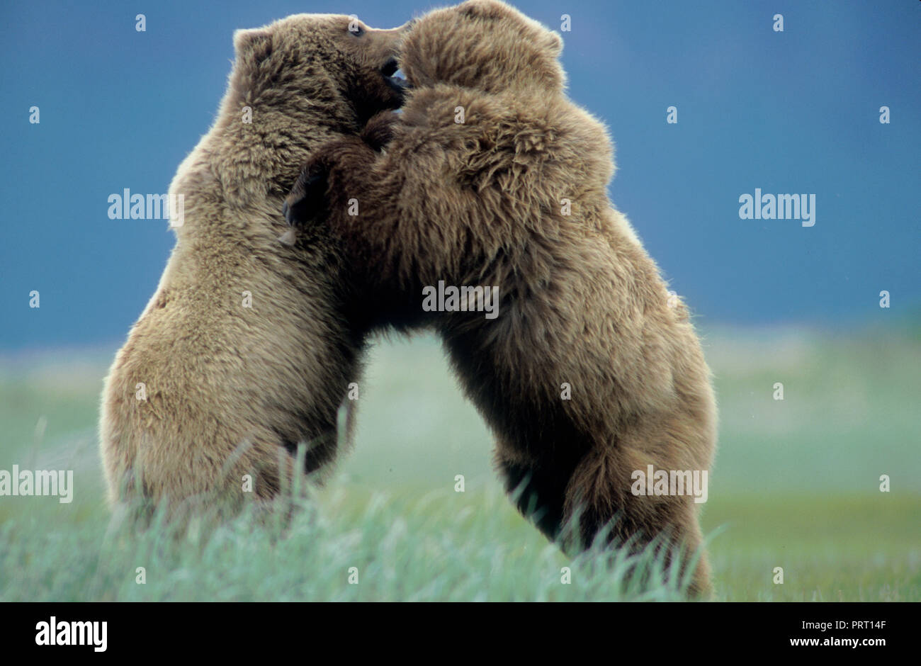 Ours brun (Ursus arctos) playfighting Hallo Bay, au parc national de Katmai, AK Banque D'Images