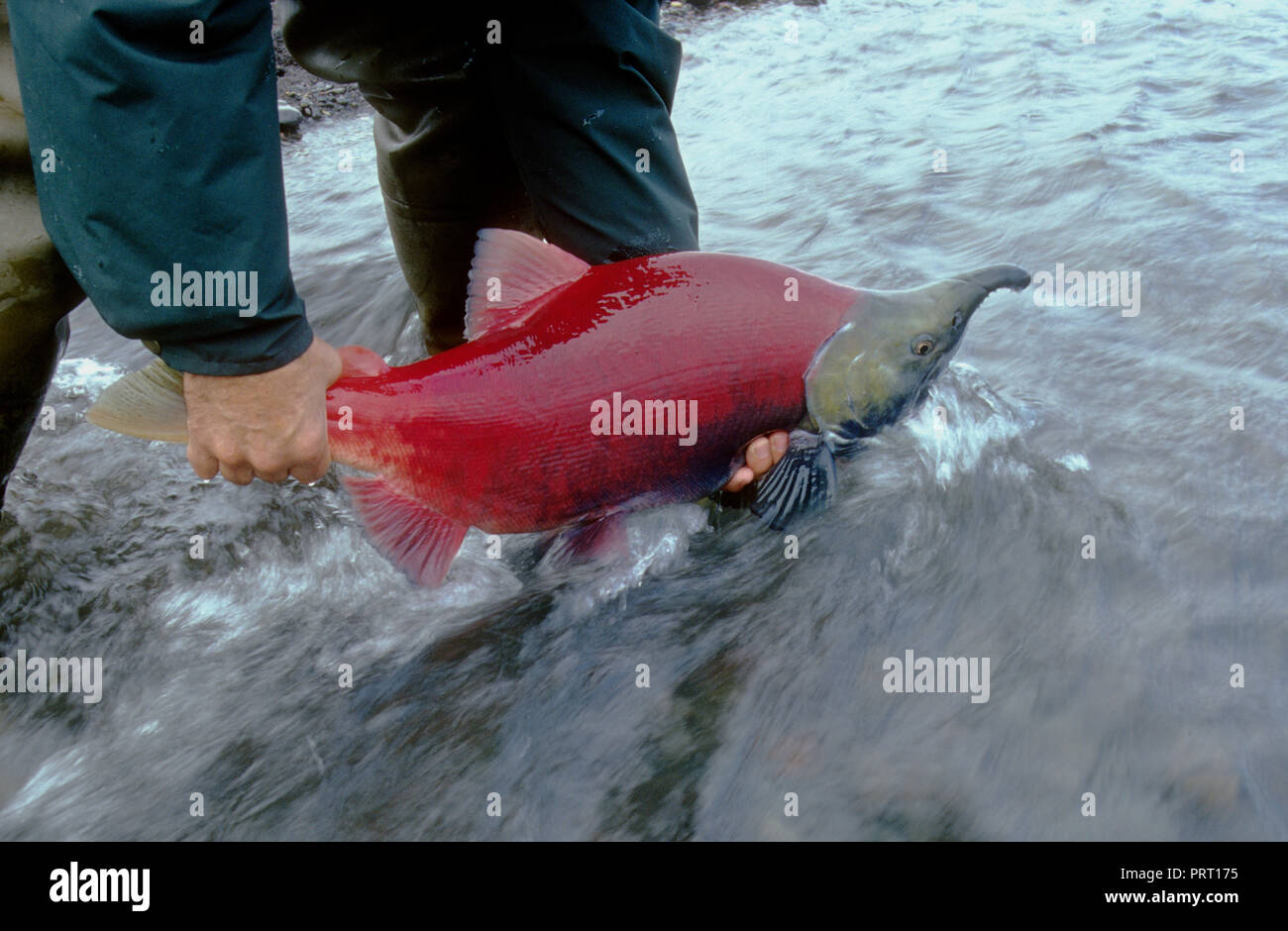 La libération d'une femme pêcheur saumon sockeye (Oncorhynchus nerka) dans la région de Bear Creek au-dessus du lac Becharof Becharof, National Wildlife Refuge, en Alaska Banque D'Images