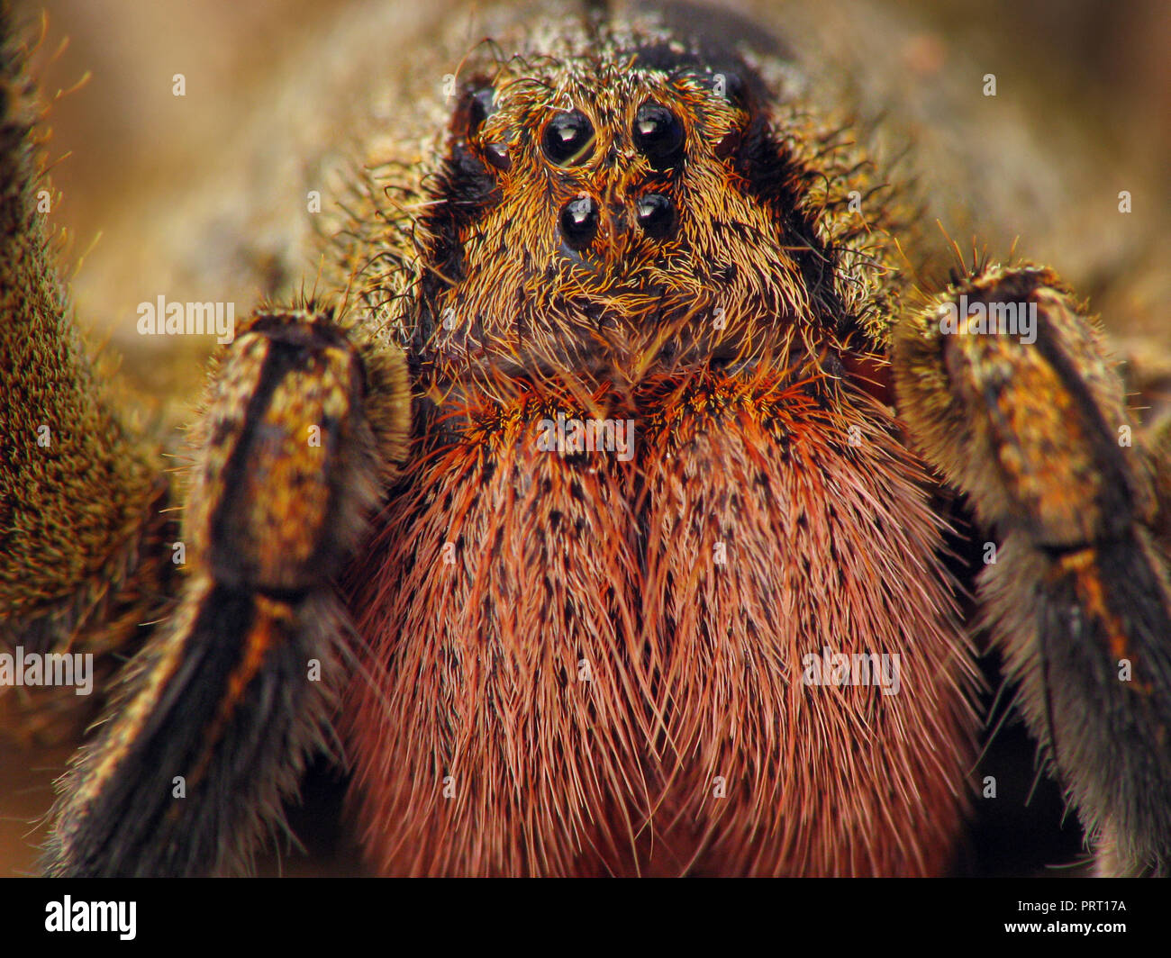 L'errance du Brésil (araignée Phoneutria) face portrait macro montrant les yeux et les crocs rouges (chélicères). Depuis le sud-est du Brésil. Banque D'Images