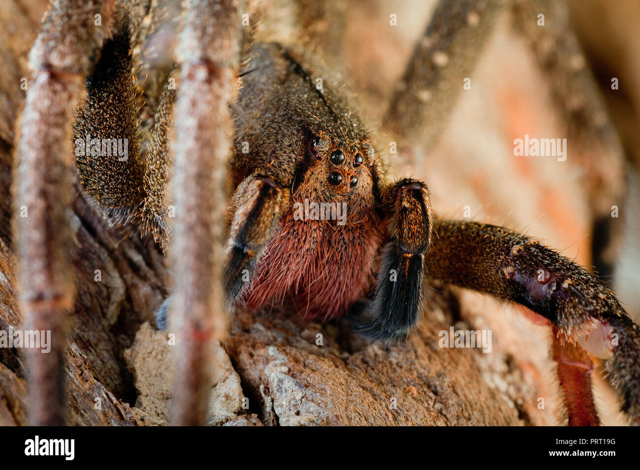L'errance du Brésil (araignée Phoneutria aranha, armadeira) font face à l'araignée macro montrant les yeux, portrait détaillé. Araignée venimeuse du Brésil. Banque D'Images