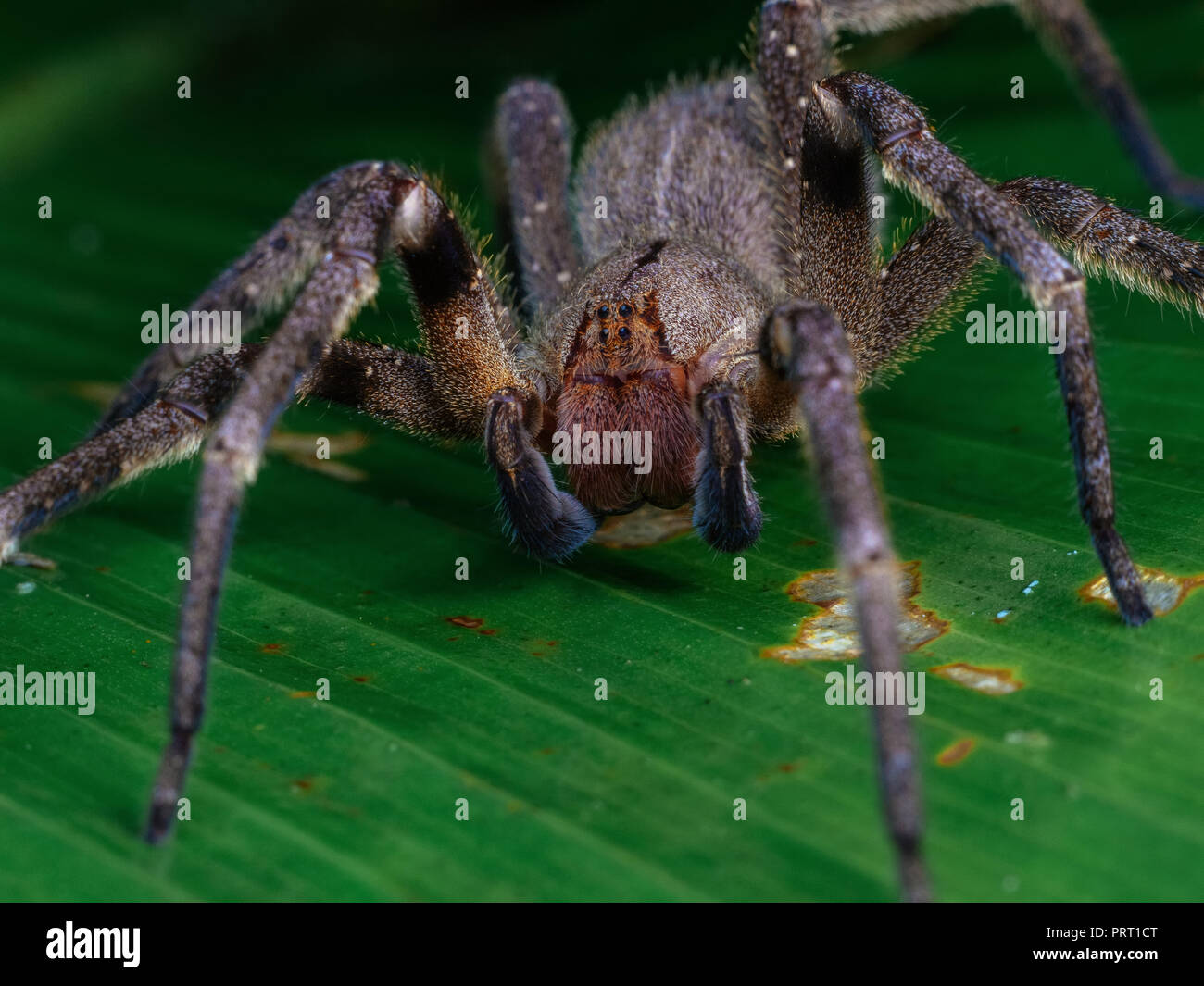 Phoneutria nigriventer (errance brésilien armadeira, araignée) vue frontale macro, araignées venimeuses responsables de certains décès en Amérique du Sud. Banque D'Images