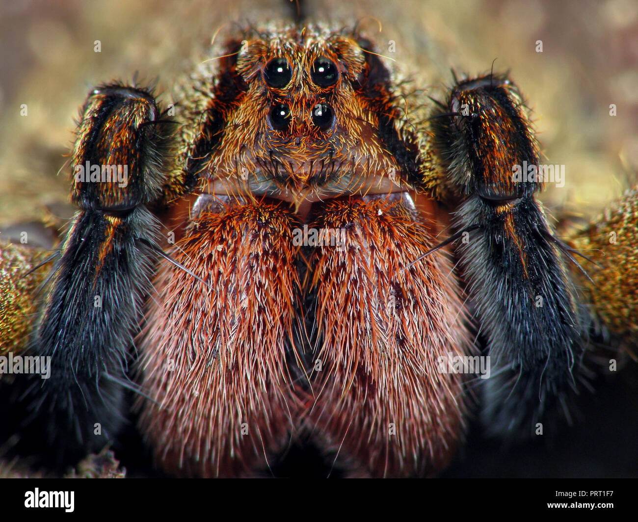 L'errance du Brésil (araignée Phoneutria aranha, armadeira) font face à l'araignée macro montrant les yeux, portrait détaillé. Araignée venimeuse du Brésil. Banque D'Images