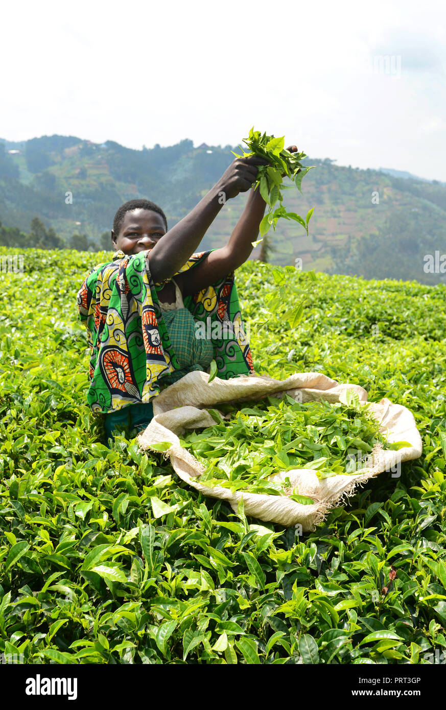 Les plantations de thé dans le nord-ouest du Rwanda. Banque D'Images