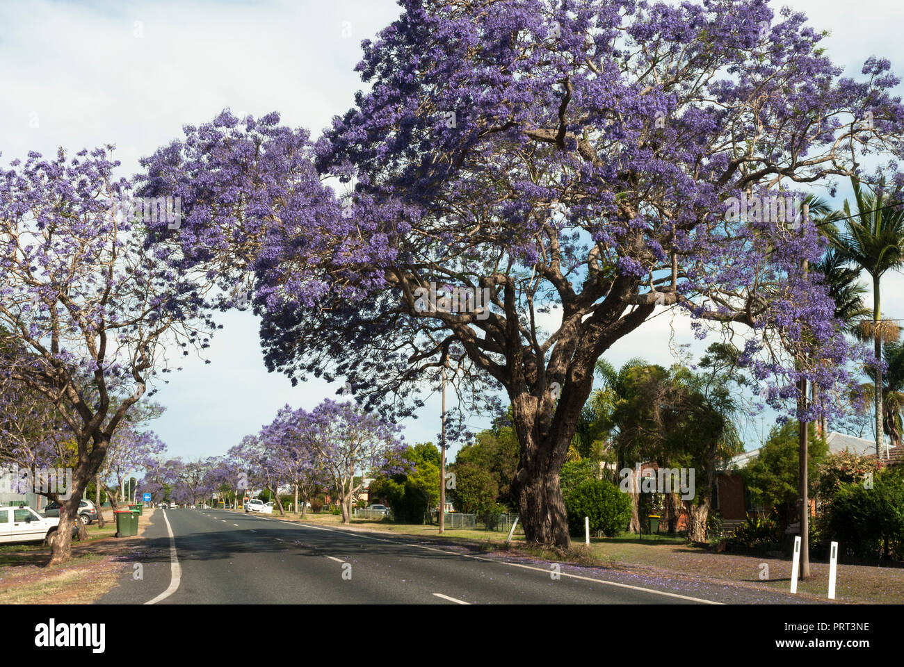 Belle floraison mauve jacarandas dans soleil du printemps le long des routes de banlieue de Grafton NSW Australie. Banque D'Images