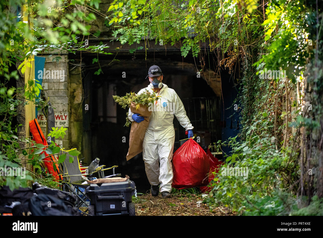 Les agents de police forensics déposer de plants de cannabis à partir d'une usine de cannabis cachés dans les tunnels de Béthel Quarry en Bradford-on-Avon, Wiltshire. Banque D'Images