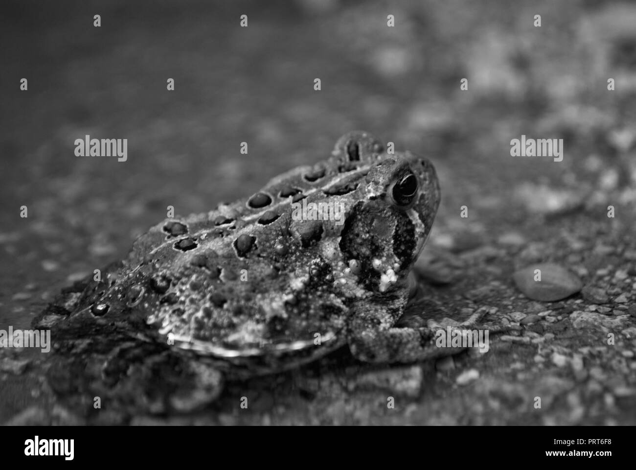 Vue rapprochée d'une grenouille dans l'eau Banque D'Images