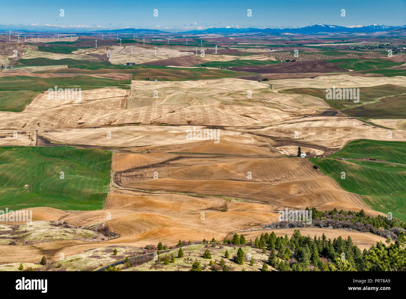 Les champs agricoles dans la Palouse hills, voir au début du printemps de sommet de Steptoe Butte, plateau de Columbia, près de Steptoe, Washington, USA Banque D'Images