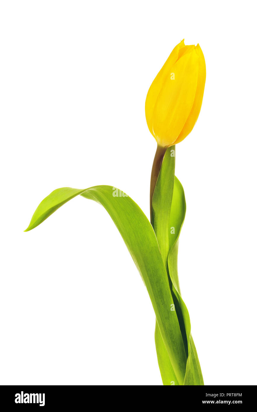 Tulipe jaune fleur, isolé sur fond blanc Banque D'Images