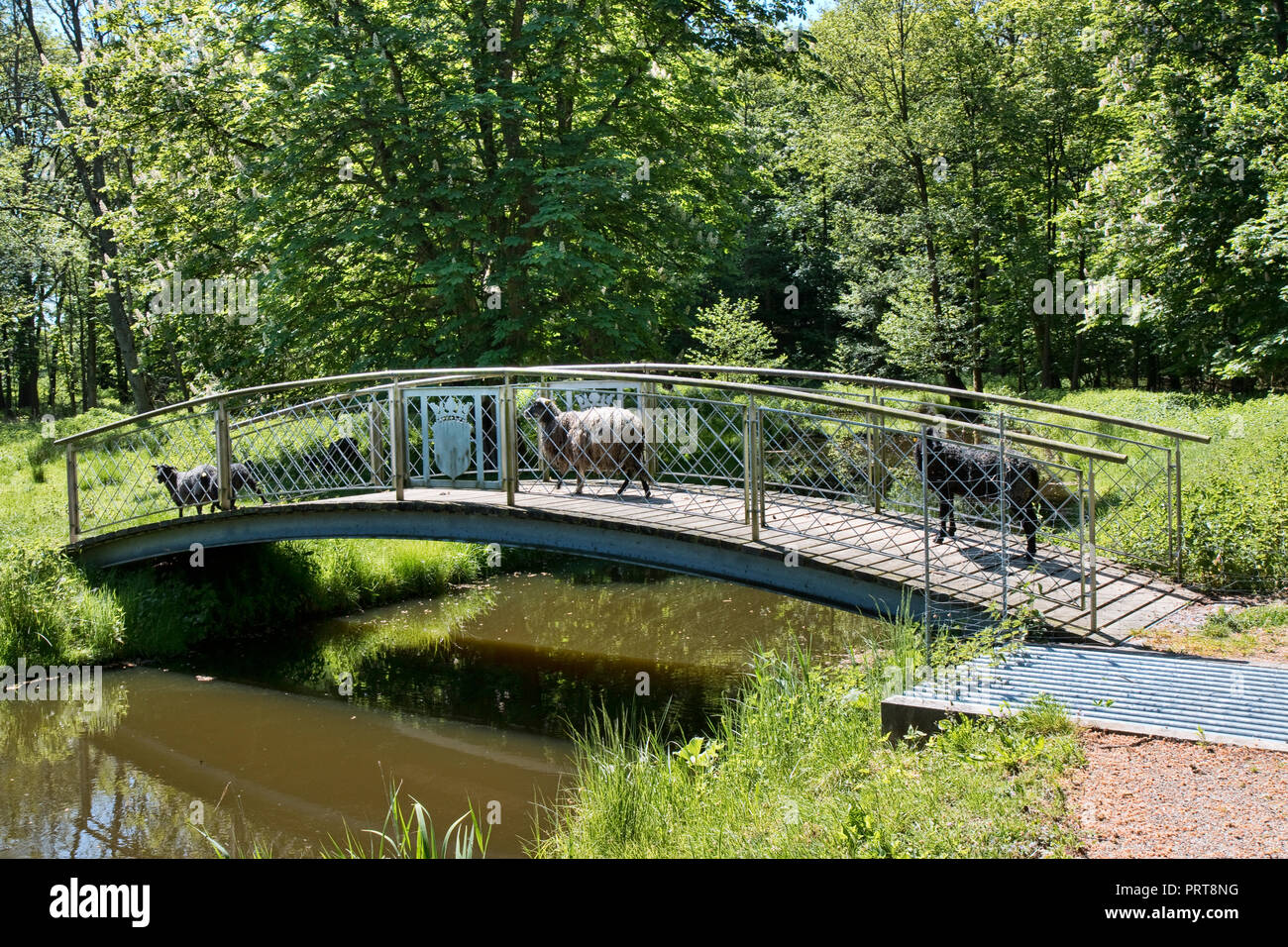 Moutons sur un petit pont sur un jour d'été Banque D'Images