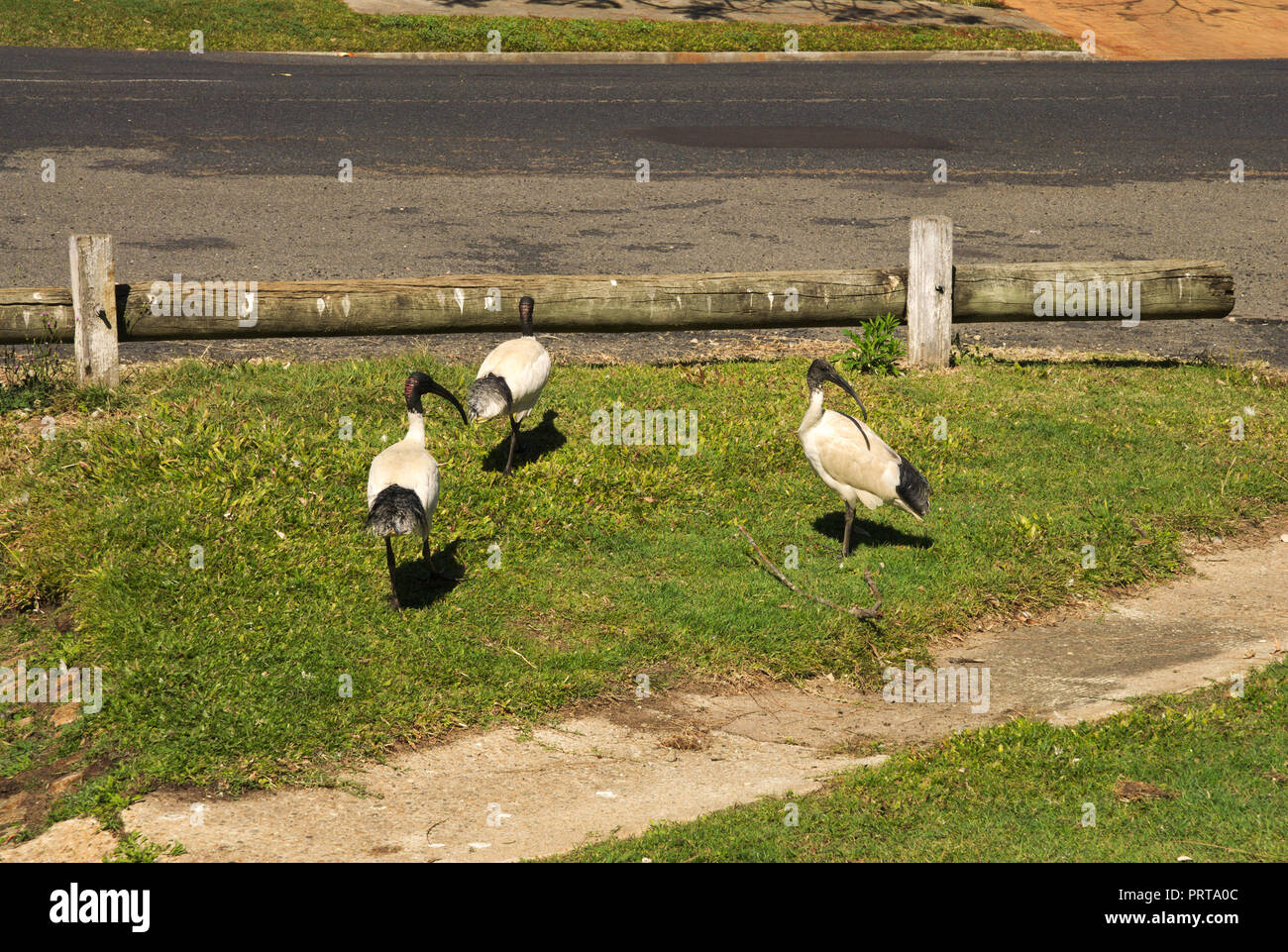 Ibises à Moreton Bay à Redcliff, Queensland, Australie Banque D'Images