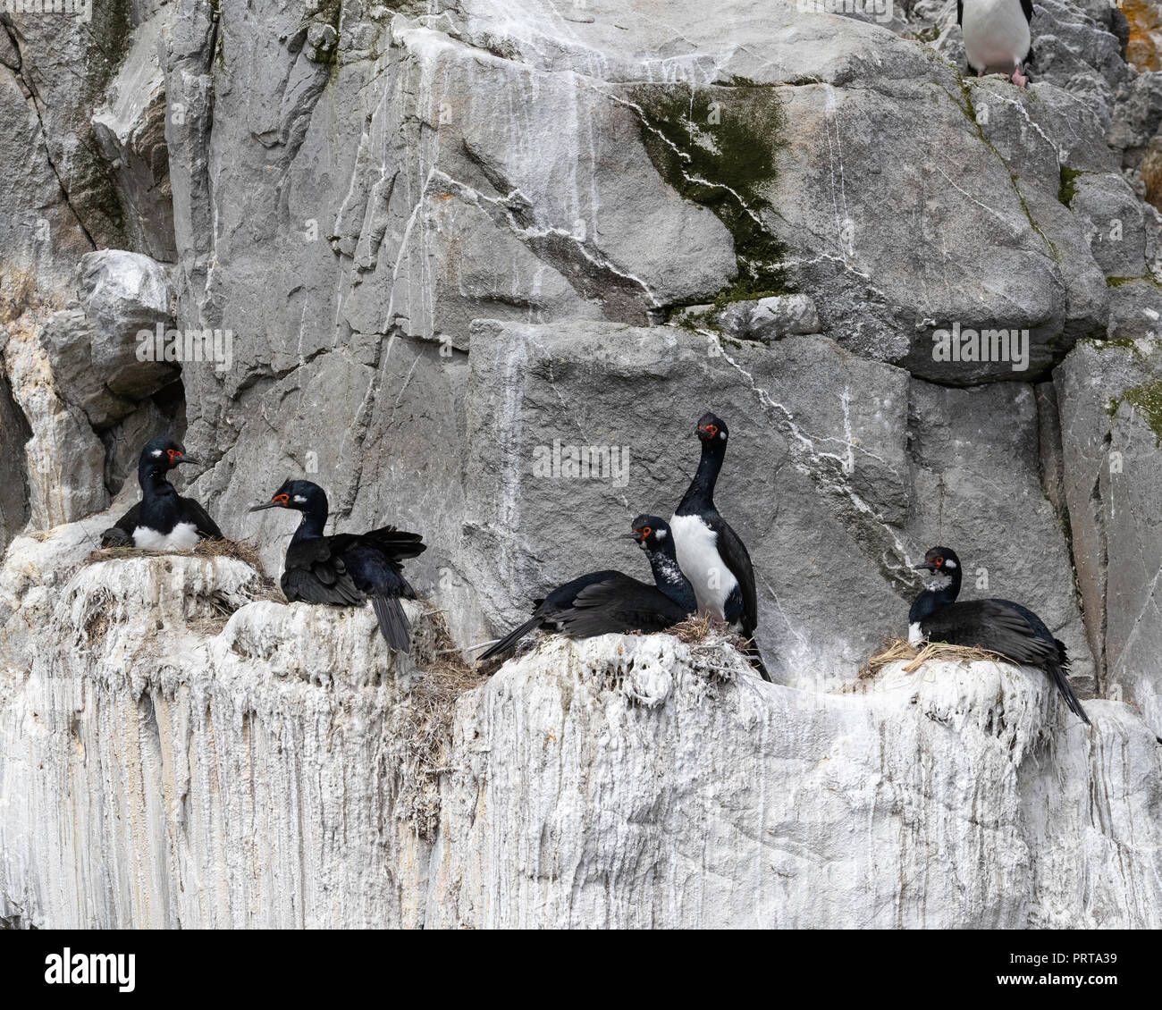 Rock adulte cormorans, Phalacrocorax magellanicus, sur l'élevage saillie rocheuse près de Gipsy Cove, East Island, Îles Malouines Banque D'Images