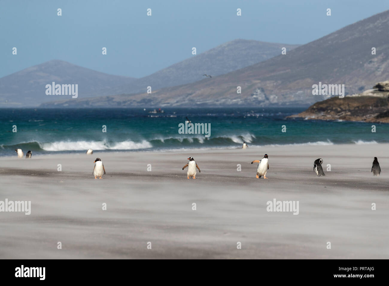 Manchots adultes, Pygoscelis papua, sur la plage de sable de l'Île Saunders, Falklands Banque D'Images
