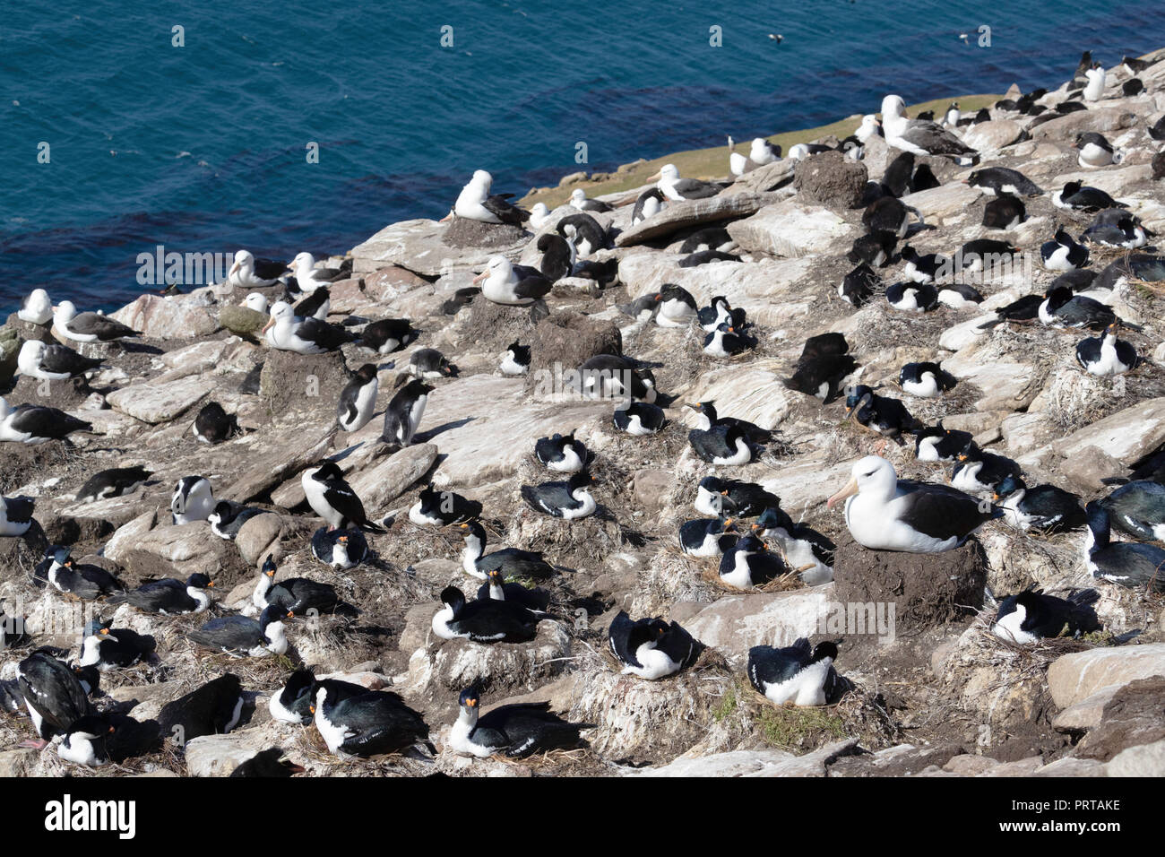 Albatros à sourcils noirs Thalassarche melanophris,, avec les yeux bleus se tape en colonie de reproduction sur l'Île Saunders, Îles Falkland Banque D'Images