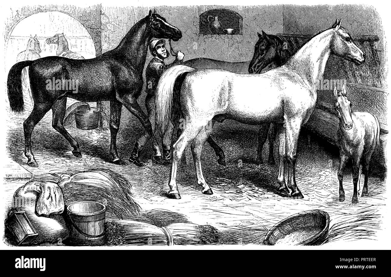 Cheval : jument pur-sang (à gauche), arabes (à droite), anonym 1882 Banque D'Images