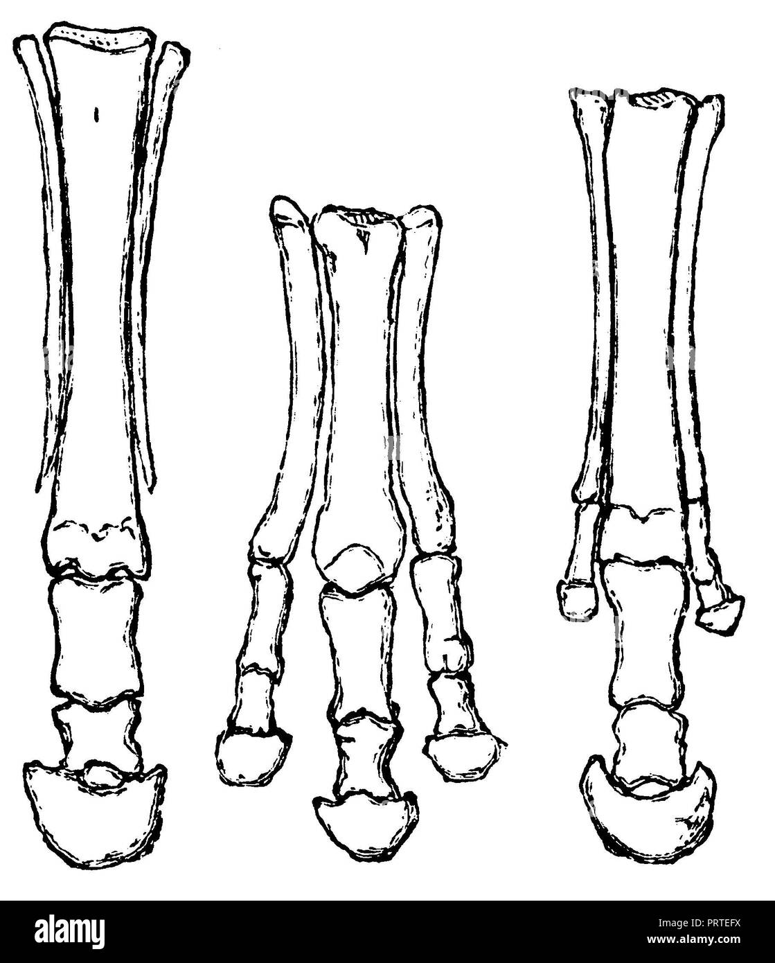 Après les orteils du paleotherium (à gauche), de l'hipparion (milieu) et du cheval (à droite), Banque D'Images