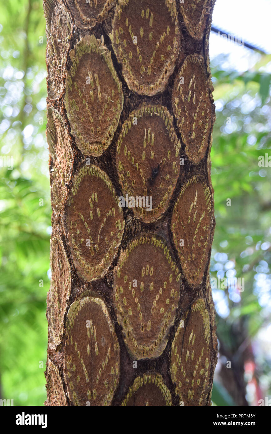 Paille australienne fougère arborescente, cyathea cooperi Banque D'Images