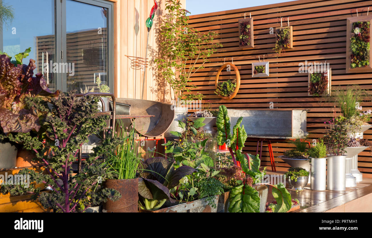 Petit espace balcon jardin patio avec des légumes et des herbes poussant dans des conteneurs inhabituels recyclés réutilisés sempervivum plantes de jardinage vertical UK Banque D'Images